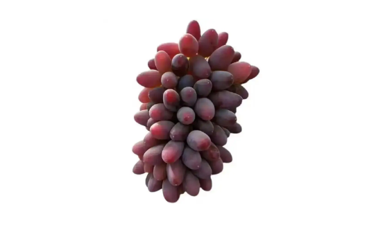 茉莉香葡萄是转基因葡萄吗1