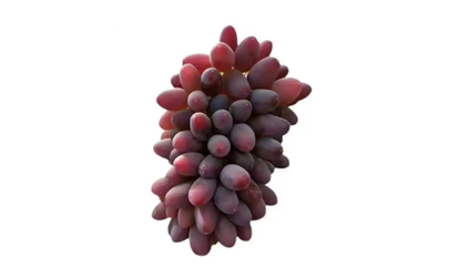 在线刷业务网址免费-茉莉香葡萄是转基因葡萄吗